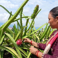 धनगढी आठको वडा अध्यक्षमा चौधरी विजयी