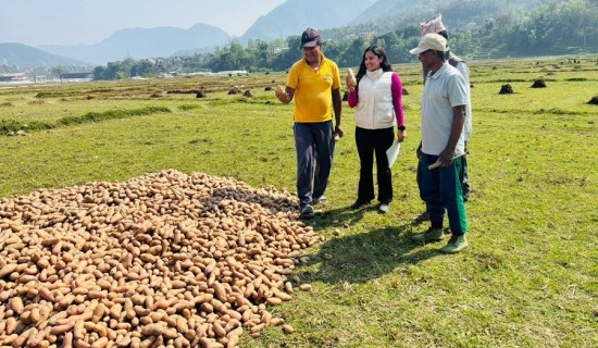 आलुमा आत्मनिर्भर बनाउन व्यासका किसानलाई प्रोत्साहन