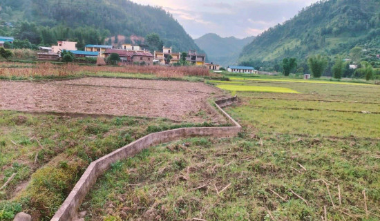 आलु उत्पादन बढ्यो तर, बजार तथा भण्डारणको चिन्ता