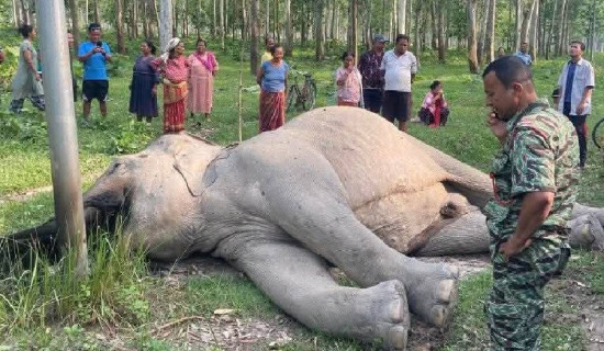 झापामा मानव र हात्तीको द्वन्द्व : एक वर्षमा ६ मानिस र चार हात्ती मारिए
