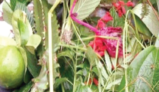 सांस्कृतिक पर्वको पनि राजधानी