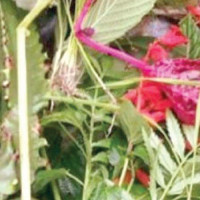 संरक्षणको पर्खाइमा ऐतिहासिक 'ठूलोढुङ्गा '