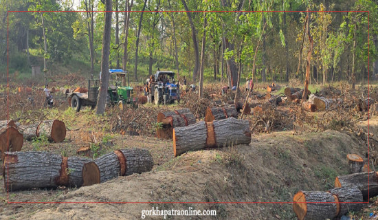 बर्दियामा १४ हजार छ सय रुख कटान