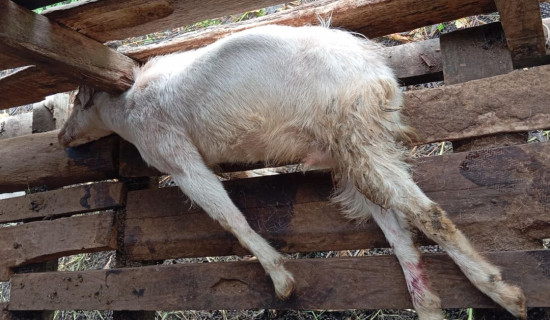 गाउँमा जङ्गली जनावरको आतङ्क