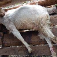 चलचित्र विकास बोर्ड नेतृत्वका लागि १० जनाको दाबी