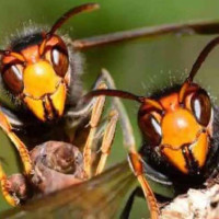 रुसी वार्ताकारहरूले पुटिनसँगको सम्भावित भेटबारे छलफल गर्न थालेको जेलेन्स्कीको भनाइ