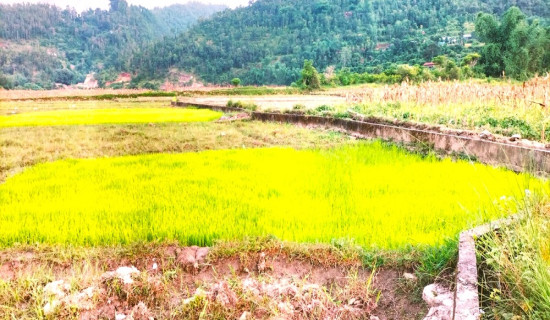 स्यार्पु ताल