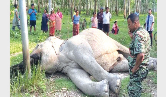 हात्तीको आक्रमणबाट एक वर्षमा मारिए छ जना