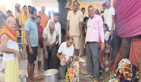 आकासियो गोलभेँडाको भाउ