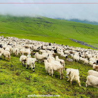 विकास निर्माण स्थानीय प्रतिनिधिले गर्ने हो : सांसद थापा