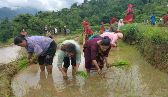 बागलुङमा ९५ प्रतिशत रोपाइँ
