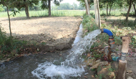 ४२ वटा गोरुसहित एक पक्राउ