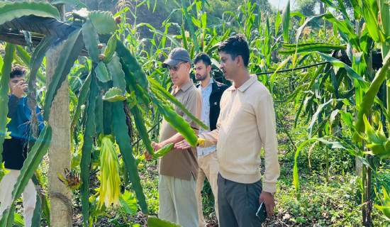 उत्पादनमा आधारित प्रोत्साहन अनुदानले किसान उत्साहित