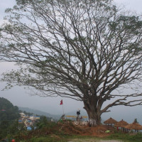 स्कुल बसले किच्दा विद्यार्थीको मृत्यु