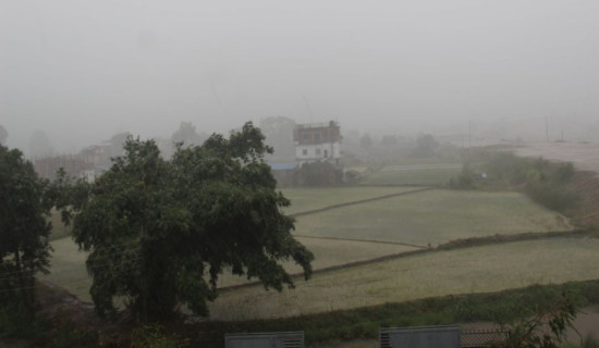 मधेशमा भयो वर्षा, किसान हर्षित