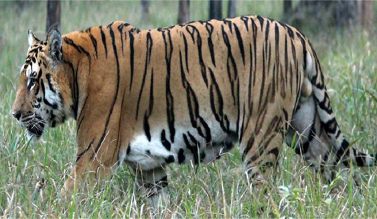 विश्व बाघ दिवसः नेपालमा बाघको सङ्ख्या ‘धान्ने क्षमता’ चार सय