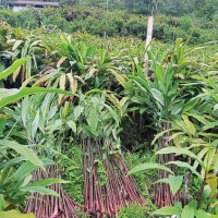 सिन्धुलीको हायू परिवार पोखरामा फेला