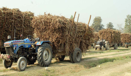 सर्लाहीको बलरामा थप चारमा मलेरिया पुष्टि