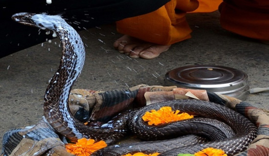 नागको पूजाआराधना गरी आज नागपञ्चमी पर्व मनाइँदै