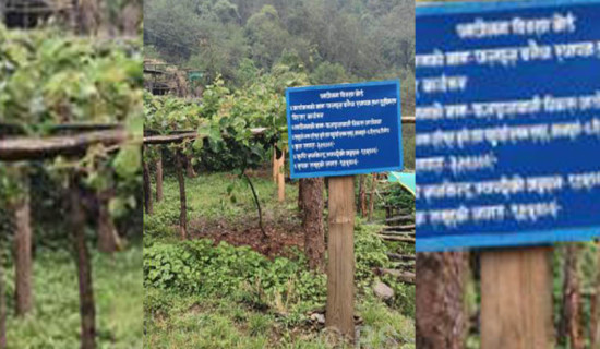 मसालाबाली खेती गर्ने किसानलाई अनुदान