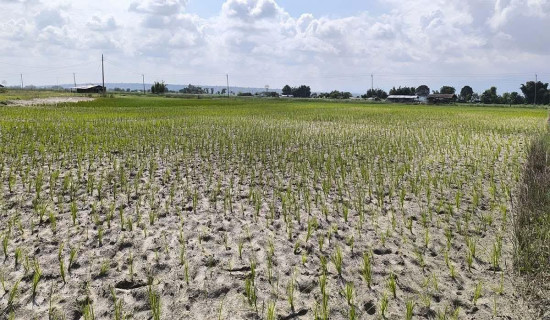 डिप बोरिङ योजनामा लालपुर्जा अनिवार्य नबनाउन राउतको आग्रह
