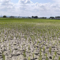 प्रधानाध्यापक नियुक्तिमा मनोमानी
