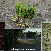 आमसञ्चार प्राधिकरणद्वारा गतिविधि सार्वजनिक