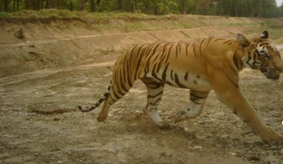 मसालाबाली खेती गर्ने किसानलाई अनुदान