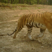 ‘हाइटेन्सन लाइन’ नजिककाले पाएनन् मिटर