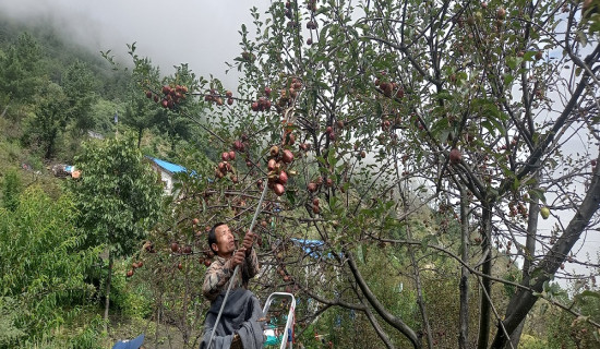 पशुपति क्षेत्रमा ४५ वर्षपछि ऐतिहासिक लाखे झ्यालिन्छ नाच प्रदर्शन गरिँदै