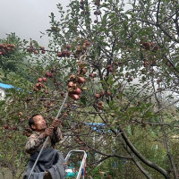 शुक्लाफाँटामा बाघको संख्या ४३ पुग्यो