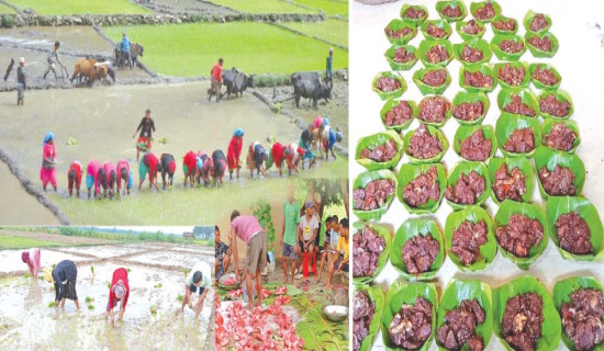 रोशी खोलामा फसेका पाँच जनाको उद्धार