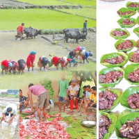 बोरिङका भरमा रोपाइँ