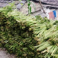 पश्चिमी र स्थानीय वायुको प्रभाव कायमै, अझै तीन दिन वर्षाको सम्भावना