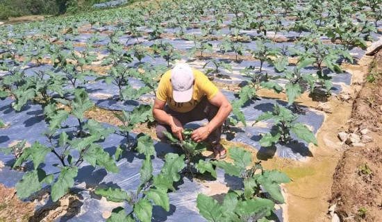 ग्रामीण पर्यटन र सुन्तला खेतीको प्रवर्द्धनका लागि कलकत्ताको महोत्सव