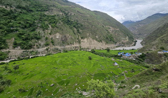 चाल झरना गाउँपालिकाको लाफागाउँमा हरियाली धानबाली