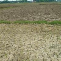 तागाधारीको पर्व जनैपूर्णिमा