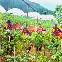 डिभिजन वन कार्यालय प्रमुखमाथि हातपात