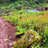 डिभिजन वन कार्यालय प्रमुखमाथि हातपात