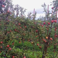 ग्लोबल आइएमई बन्यो सबैभन्दा धेरै कर तिर्ने बैंक