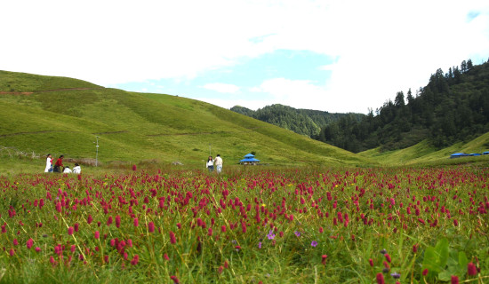 फूलहरूले सजिएको रोल्पाको जलजला