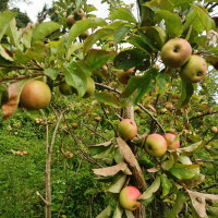 पोखराबाट गाउँ फर्किन तयार छैनन् हायू परिवार