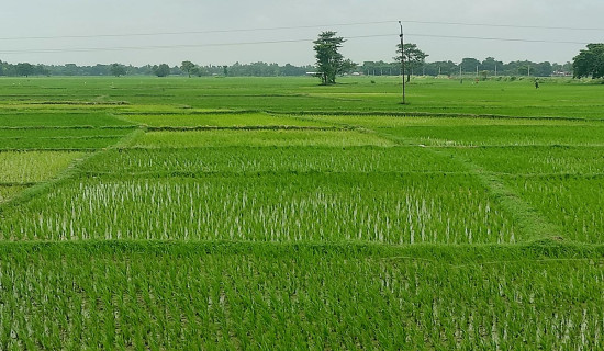 हरियाली भएको धानबाली
