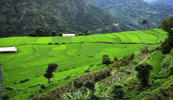 संस्कृति संरक्षणमा जुट्दै खाँदबारीका युवा