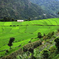 पेस्तोल र ग्रिनेड सहित नेकपा (बहुमत)का नेता पक्राउ