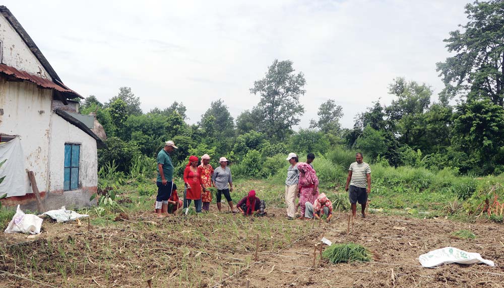 सहरी क्षेत्रमा कोदोको खपत बढ्दै