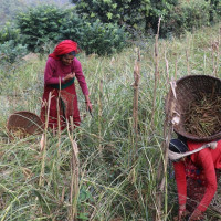 राज्यका हरेक संरचनामा दलितको जनसङ्ख्याको आधारमा सहभागिताको माग