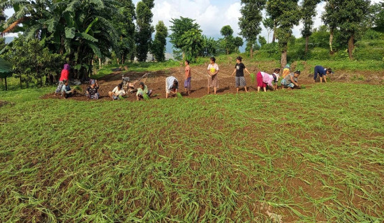 कोदो खेतीमा किसानको चासो घट्दो
