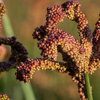राष्ट्रपति भण्डारीद्वारा दुई विधेयक प्रमाणीकरण