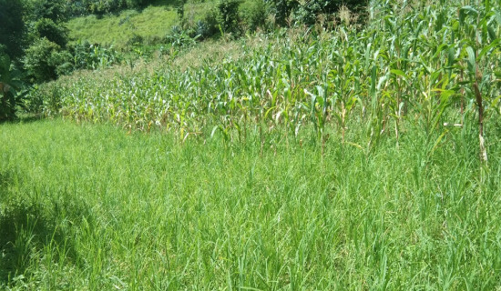 सल्यानमा बढ्दै कोदो खेती